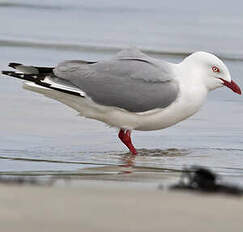 Mouette argentée