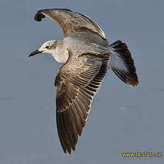 Mouette atricille