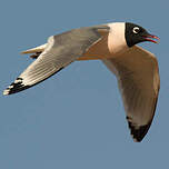 Mouette de Franklin