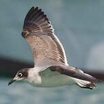 Mouette de Franklin