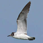 Mouette de Franklin