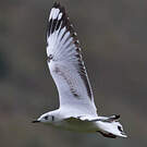 Mouette des Andes