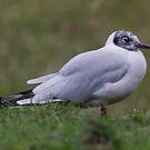 Mouette des Andes