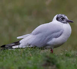 Mouette des Andes