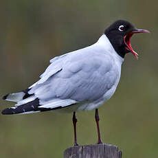 Mouette des Andes