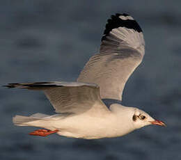 Mouette du Tibet