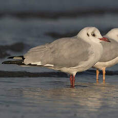 Mouette du Tibet