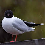 Mouette pygmée