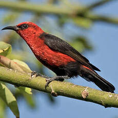 Myzomèle cardinal