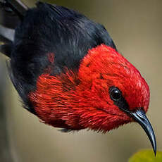 Myzomèle cardinal