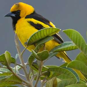 Oriole à queue jaune