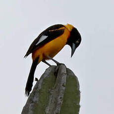 Oriole des campos