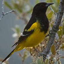 Oriole jaune-verdâtre