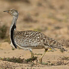 Outarde houbara