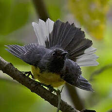 Paruline ardoisée