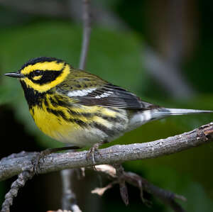 Paruline de Townsend