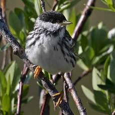 Paruline rayée