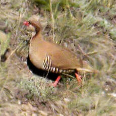 Perdrix de Przewalski