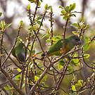 Perroquet youyou