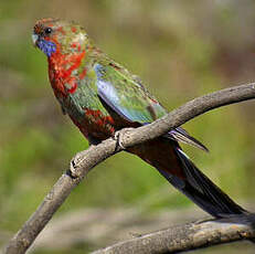 Perruche de Pennant