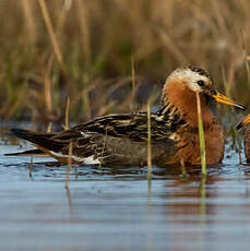 Phalarope à bec large