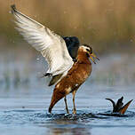 Phalarope à bec large