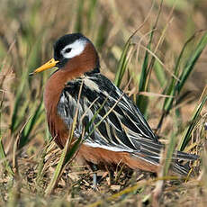 Phalarope à bec large