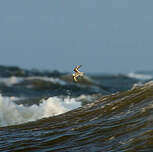 Phalarope à bec large