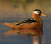 Phalarope à bec large