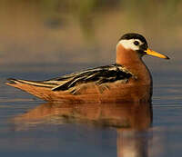 Phalarope à bec large