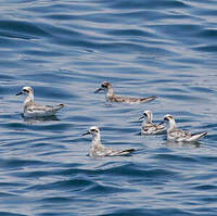 Phalarope à bec large