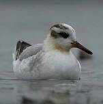 Phalarope à bec large