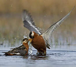 Phalarope à bec large