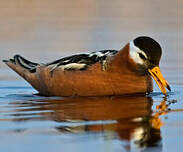 Phalarope à bec large