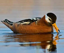 Phalarope à bec large