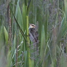 Phragmite aquatique