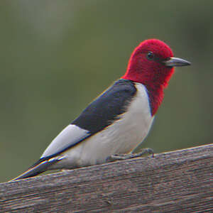 Pic à tête rouge