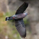 Pigeon de Bolle