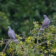 Pigeon de Bolle