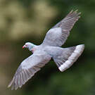 Pigeon de Bolle