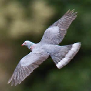 Pigeon de Bolle