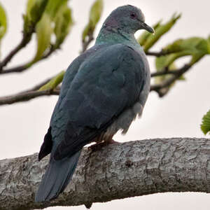 Pigeon de Malherbe