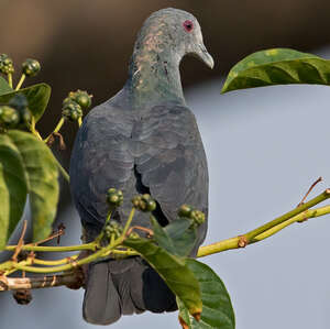 Pigeon de Malherbe