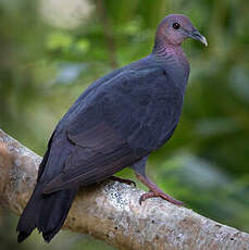 Pigeon violet