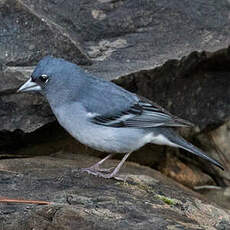 Pinson bleu de Grande Canarie