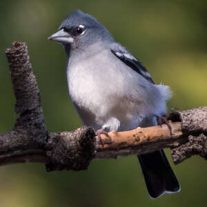 Pinson bleu de Grande Canarie