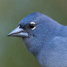 Pinson bleu
