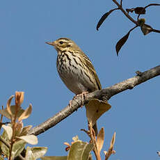 Pipit à dos olive