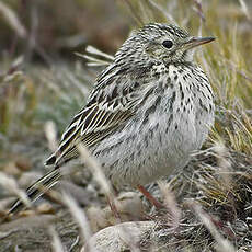 Pipit correndera