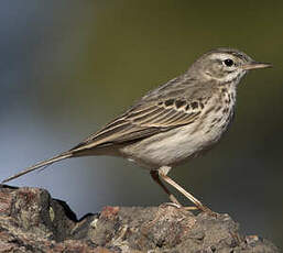 Pipit de Berthelot